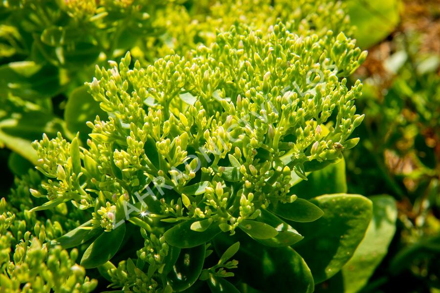 Rozchodník nádherný 'Hot Stuff' - Sedum spectabile 'Hot Stuff'