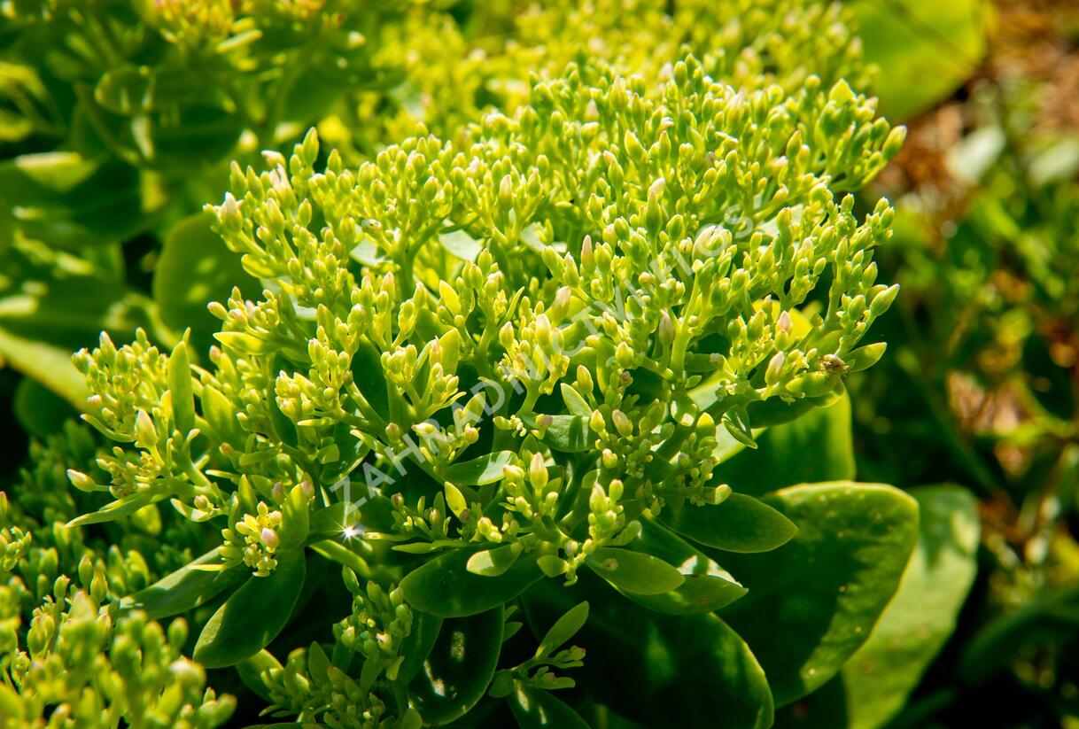 Rozchodník nádherný 'Hot Stuff' - Sedum spectabile 'Hot Stuff'