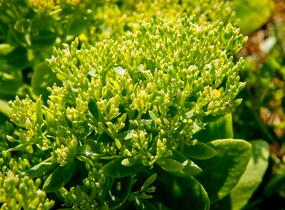 Rozchodník nádherný 'Hot Stuff' - Sedum spectabile 'Hot Stuff'