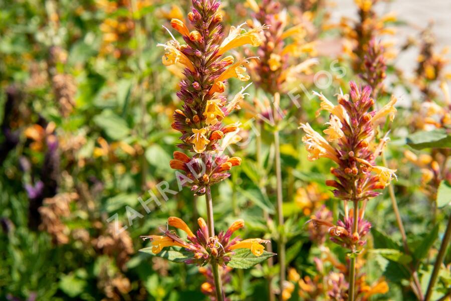 Agastache 'Kudos Gold' - Agastache hybrida 'Kudos Gold'