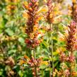 Agastache 'Kudos Gold' - Agastache hybrida 'Kudos Gold'