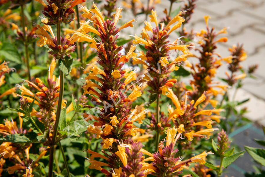 Agastache 'Kudos Gold' - Agastache hybrida 'Kudos Gold'