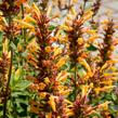 Agastache 'Kudos Gold' - Agastache hybrida 'Kudos Gold'