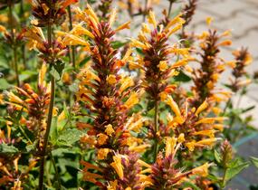 Agastache 'Kudos Gold' - Agastache hybrida 'Kudos Gold'