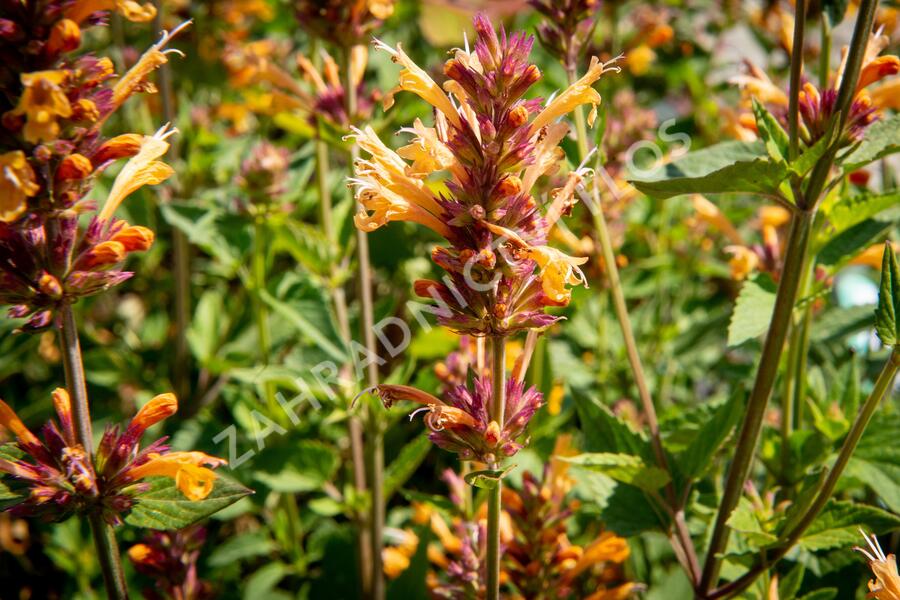 Agastache 'Kudos Gold' - Agastache hybrida 'Kudos Gold'