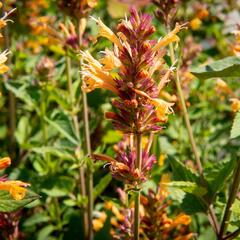 Agastache 'Kudos Gold' - Agastache hybrida 'Kudos Gold'
