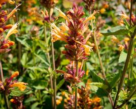 Agastache 'Kudos Gold'