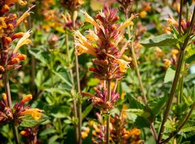 Agastache 'Kudos Gold' - Agastache hybrida 'Kudos Gold'