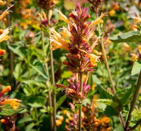 Agastache 'Kudos Gold' - Agastache hybrida 'Kudos Gold'