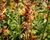 Agastache 'Kudos Gold'