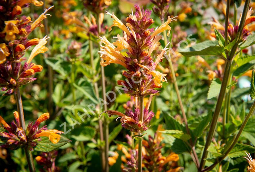 Agastache 'Kudos Gold' - Agastache hybrida 'Kudos Gold'