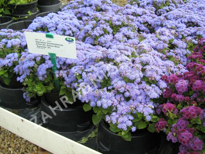 Nestařec americký 'Basso Blue' - Ageratum houstonianum 'Basso Blue'