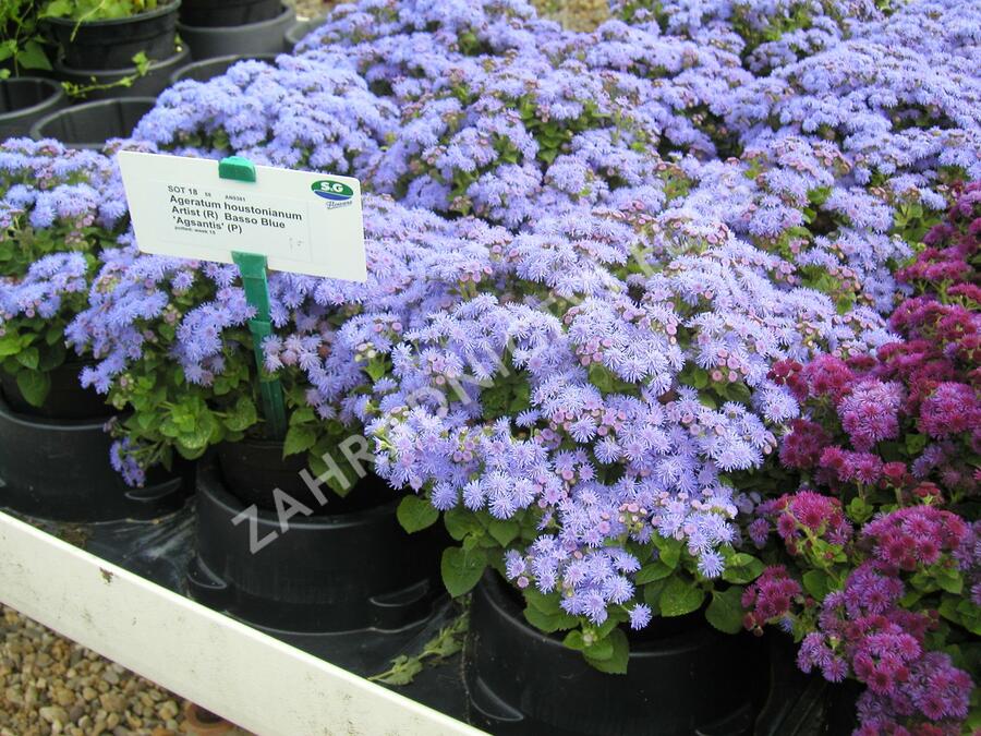 Nestařec americký 'Basso Blue' - Ageratum houstonianum 'Basso Blue'