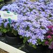 Nestařec americký 'Basso Blue' - Ageratum houstonianum 'Basso Blue'