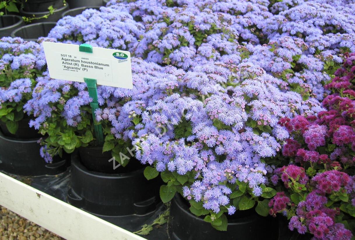 Nestařec americký 'Basso Blue' - Ageratum houstonianum 'Basso Blue'