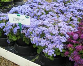Nestařec americký 'Basso Blue'