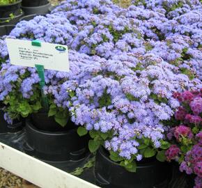 Nestařec americký 'Basso Blue' - Ageratum houstonianum 'Basso Blue'