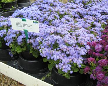 Nestařec americký 'Basso Blue'