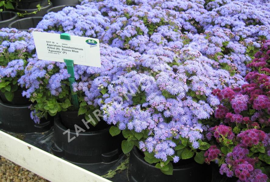 Nestařec americký 'Basso Blue' - Ageratum houstonianum 'Basso Blue'