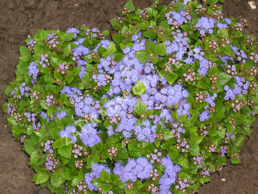Nestařec americký 'Basso Blue' - Ageratum houstonianum 'Basso Blue'