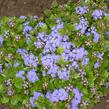 Nestařec americký 'Basso Blue' - Ageratum houstonianum 'Basso Blue'