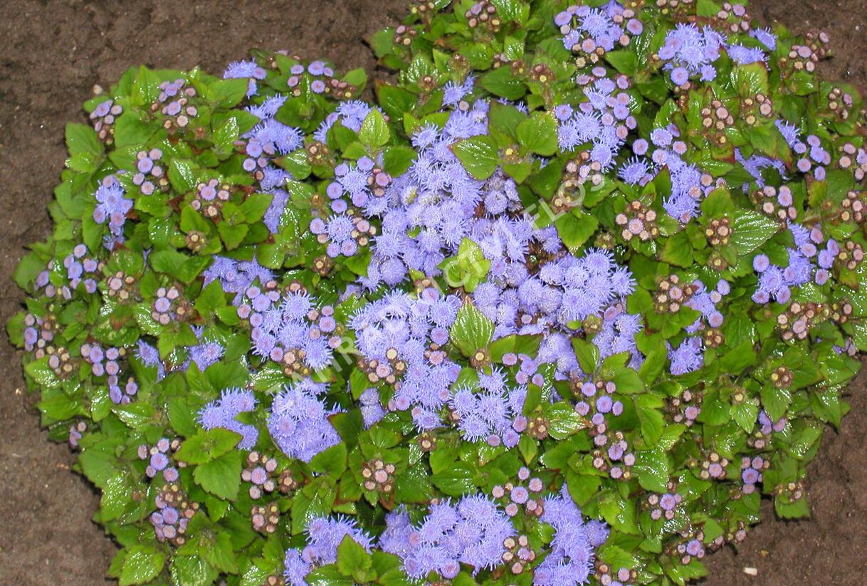 Nestařec americký 'Basso Blue' - Ageratum houstonianum 'Basso Blue'