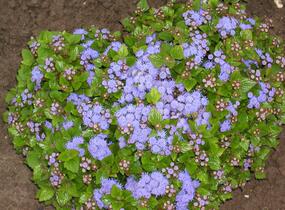 Nestařec americký 'Basso Blue' - Ageratum houstonianum 'Basso Blue'