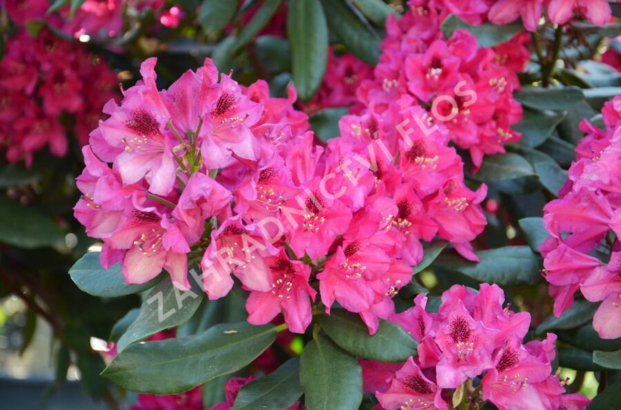 Pěnišník 'Nova Zembla' - Rhododendron (T) 'Nova Zembla'