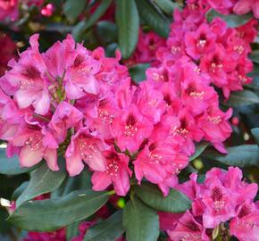 Pěnišník 'Nova Zembla' - Rhododendron (T) 'Nova Zembla'