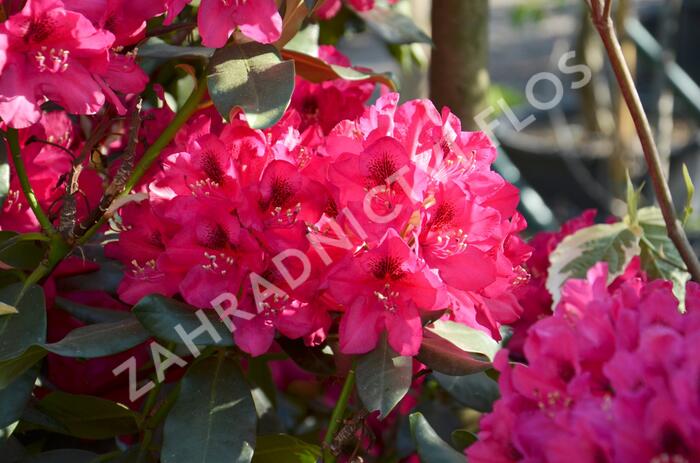 Pěnišník 'Nova Zembla' - Rhododendron (T) 'Nova Zembla'