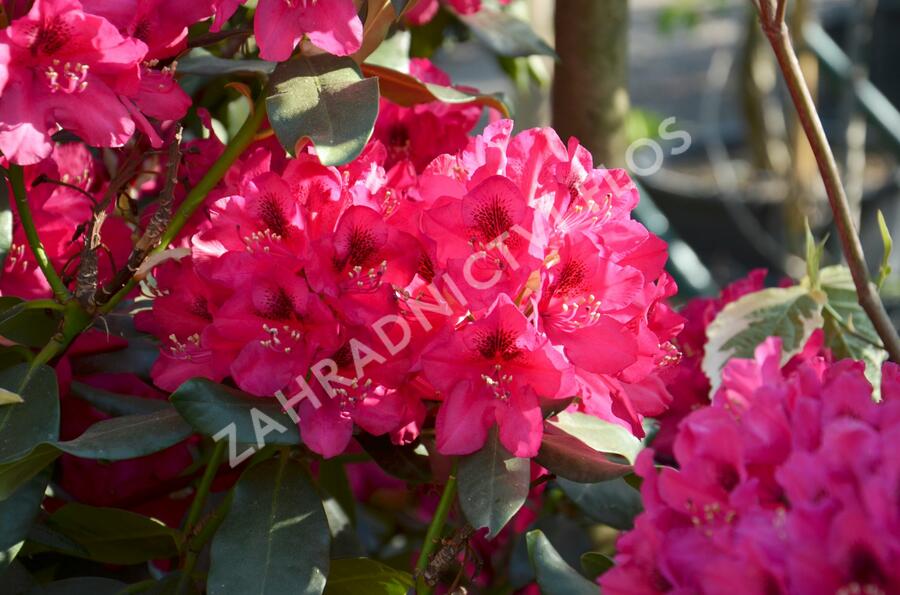 Pěnišník 'Nova Zembla' - Rhododendron (T) 'Nova Zembla'