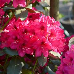 Pěnišník 'Nova Zembla' - Rhododendron (T) 'Nova Zembla'