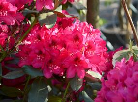 Pěnišník 'Nova Zembla' - Rhododendron (T) 'Nova Zembla'