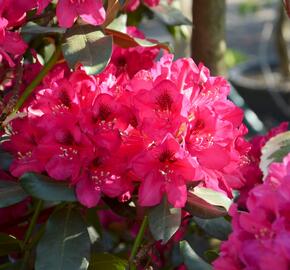 Pěnišník 'Nova Zembla' - Rhododendron (T) 'Nova Zembla'