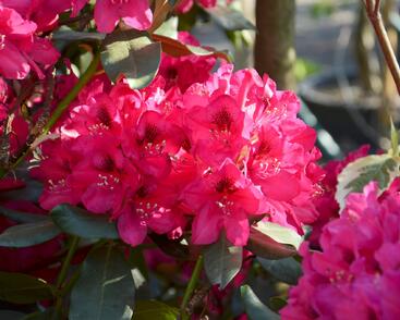 Pěnišník 'Nova Zembla'