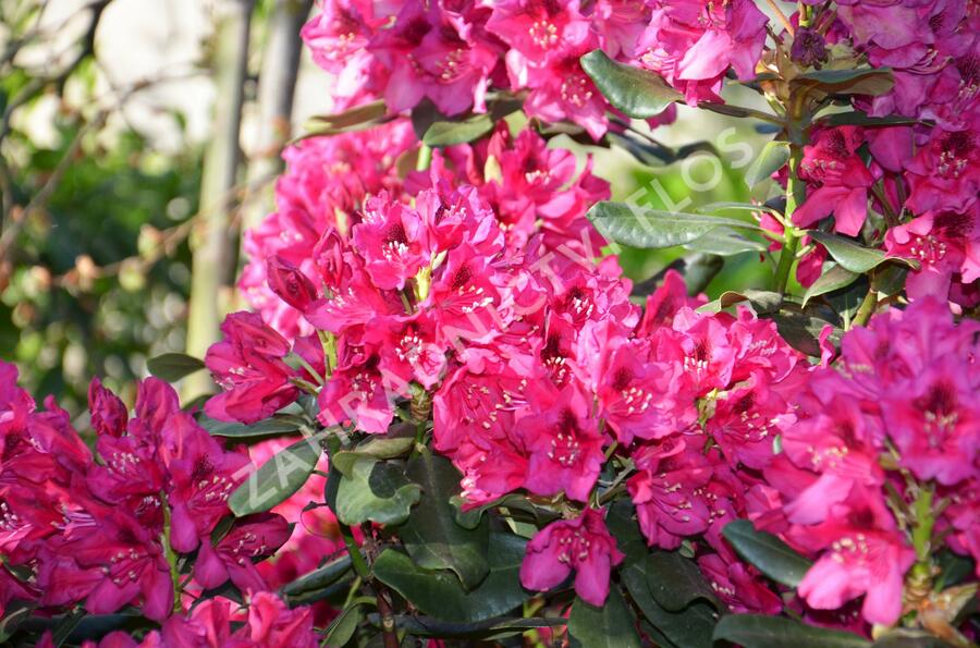 Pěnišník 'Nova Zembla' - Rhododendron (T) 'Nova Zembla'
