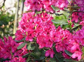 Pěnišník 'Nova Zembla' - Rhododendron (T) 'Nova Zembla'
