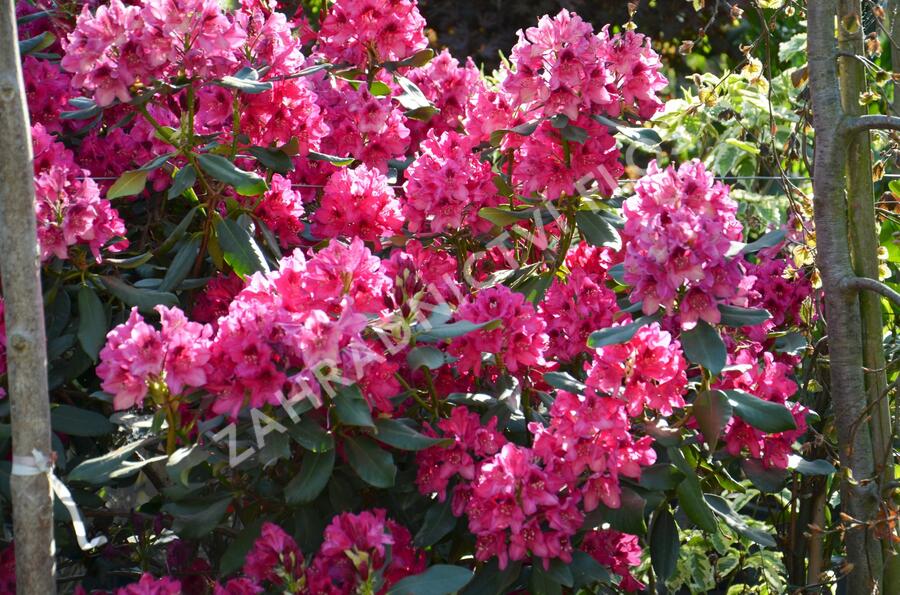 Pěnišník 'Nova Zembla' - Rhododendron (T) 'Nova Zembla'