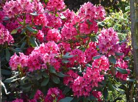 Pěnišník 'Nova Zembla' - Rhododendron (T) 'Nova Zembla'