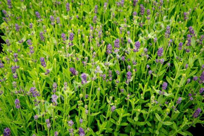 Levandule úzkolistá 'Blue Scent Imp.' - Lavandula angustifolia 'Blue Scent Imp.'