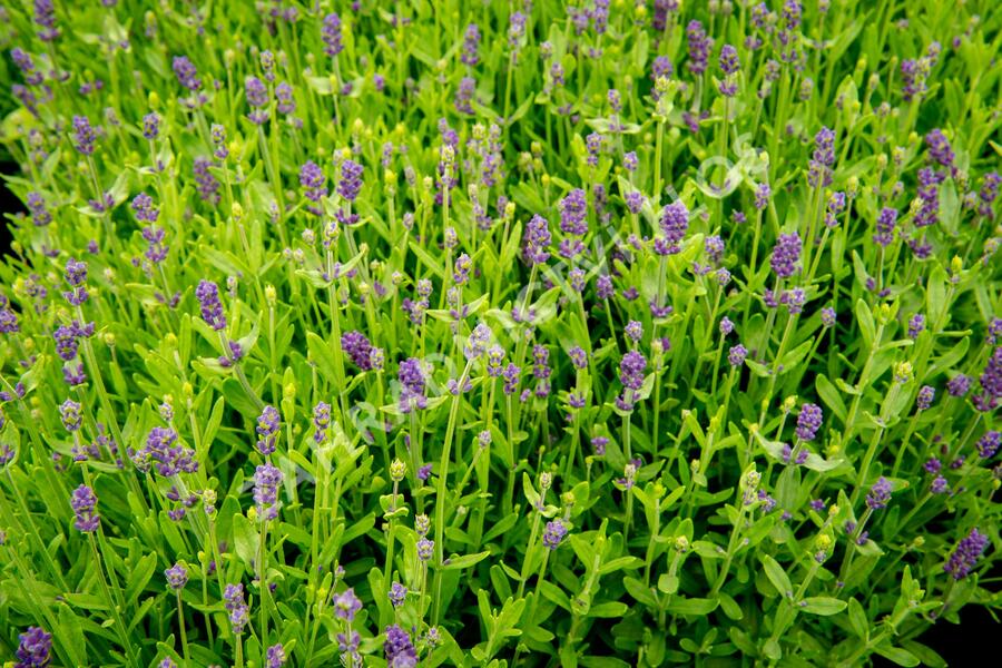 Levandule úzkolistá 'Blue Scent Imp.' - Lavandula angustifolia 'Blue Scent Imp.'