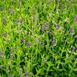 Levandule úzkolistá 'Blue Scent Imp.' - Lavandula angustifolia 'Blue Scent Imp.'