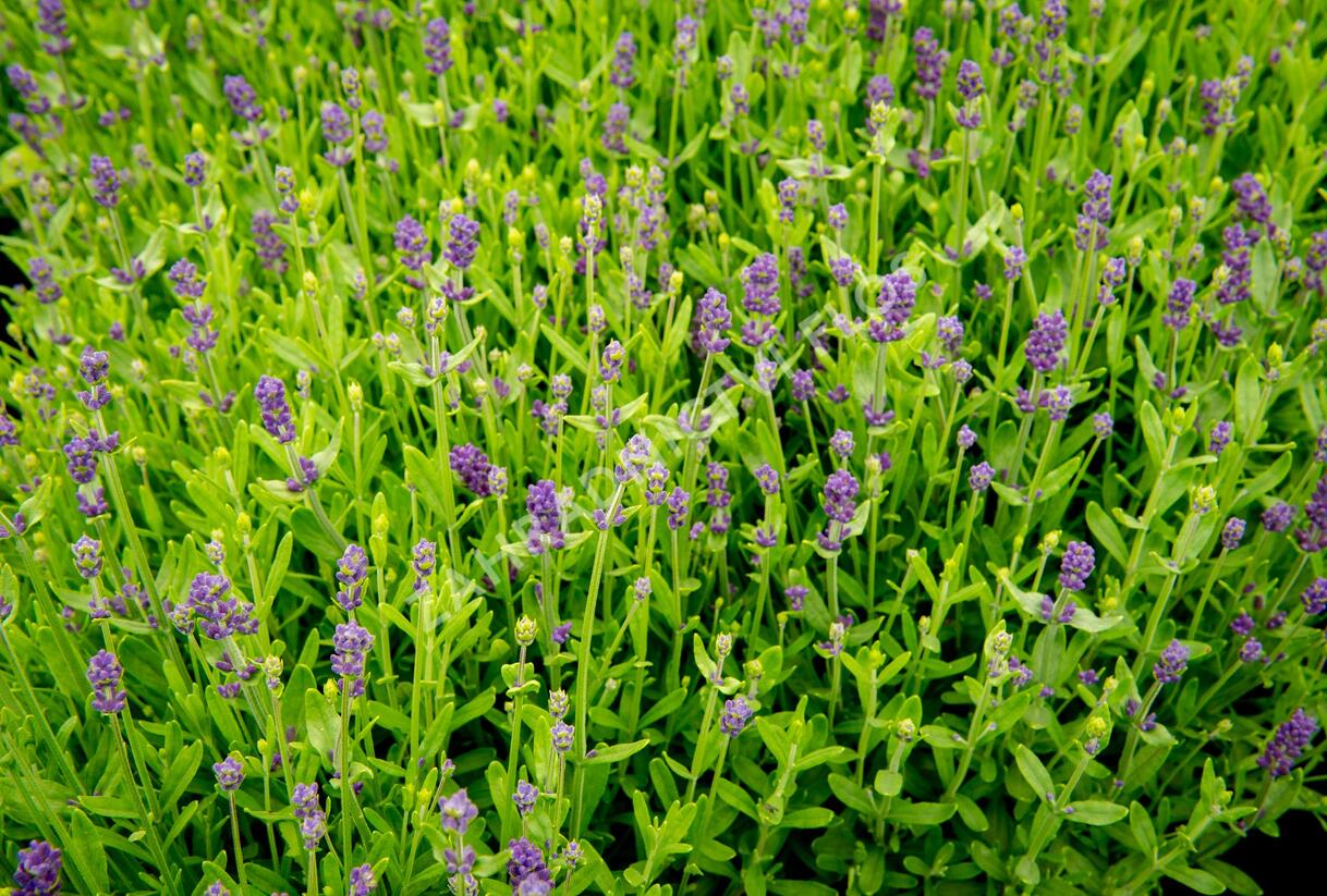 Levandule úzkolistá 'Blue Scent Imp.' - Lavandula angustifolia 'Blue Scent Imp.'