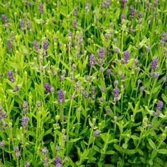 Levandule úzkolistá 'Blue Scent Imp.' - Lavandula angustifolia 'Blue Scent Imp.'