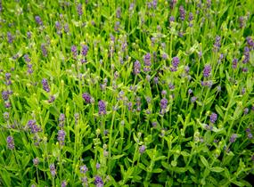 Levandule úzkolistá 'Blue Scent Imp.' - Lavandula angustifolia 'Blue Scent Imp.'