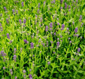 Levandule úzkolistá 'Blue Scent Imp.' - Lavandula angustifolia 'Blue Scent Imp.'