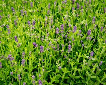 Levandule úzkolistá 'Blue Scent Imp.'
