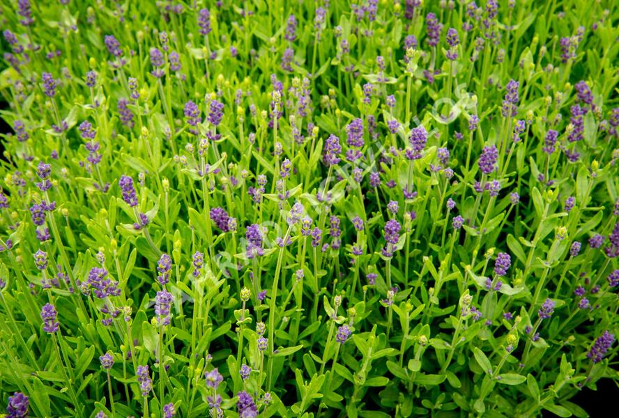 Levandule úzkolistá 'Blue Scent Imp.' - Lavandula angustifolia 'Blue Scent Imp.'