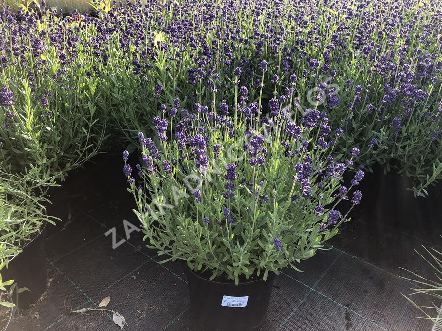 Levandule úzkolistá 'Blue Scent Imp.' - Lavandula angustifolia 'Blue Scent Imp.'