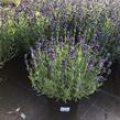 Levandule úzkolistá 'Blue Scent Imp.' - Lavandula angustifolia 'Blue Scent Imp.'